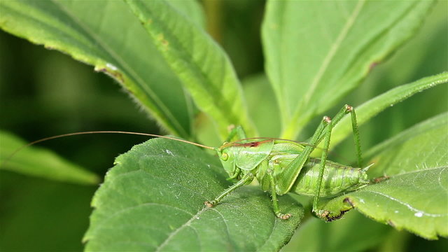 Green grasshoper  on the leaf