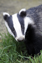Badger, Meles meles © Erni