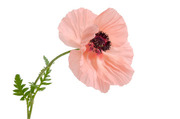Obraz premium Rosa Mohnblume