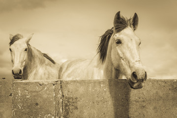 two white horses