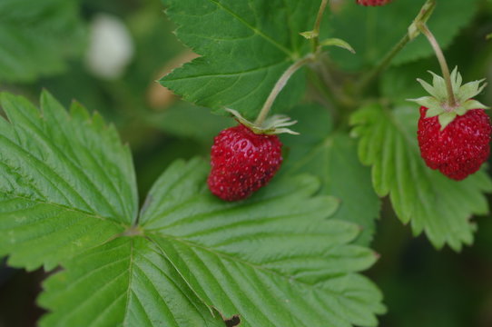 Wilde Erdbeeren 9