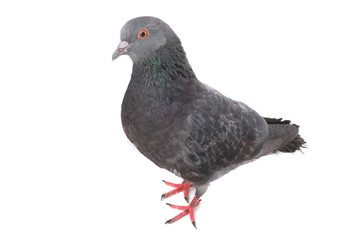 Fototapeta premium dove