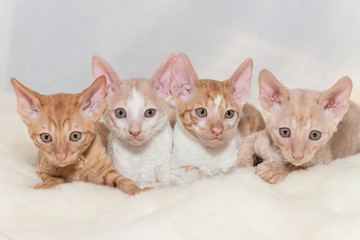 a group of kittens red teddy Cornish Rex © j_paul