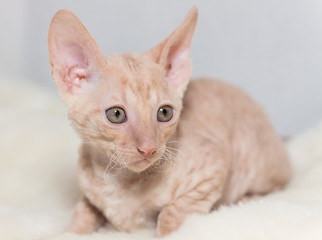cute plush red kitten Cornish Rex