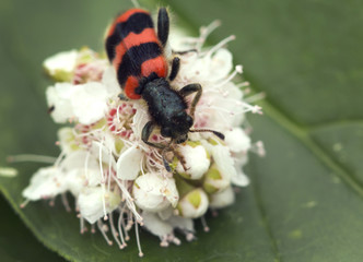 Ambrosia beetle (lat. Trichodes apiarius).