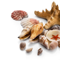 Seashells isolated on white background
