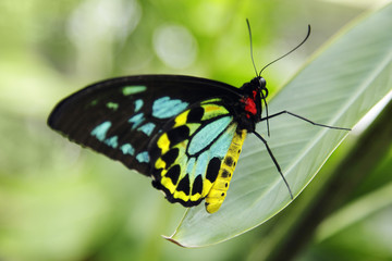 schmetterling