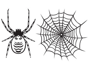 Spider and Web isolated on white background