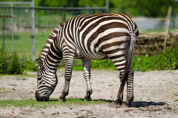 Fototapeta na wymiar Zebra (Equus zebra)