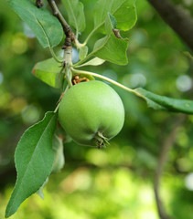 Green apple