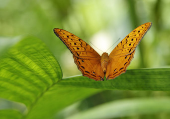 schmetterling
