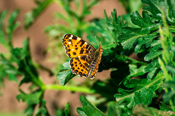 Aglais urticae