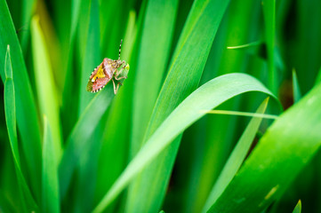 Red Bug on grass