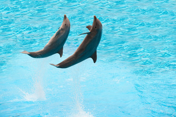 Dolphins