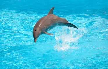  Dolfijn © Antonio Gravante