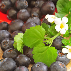 blaubeeren5