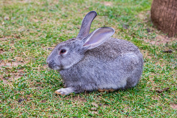 Rabbit on the lawn
