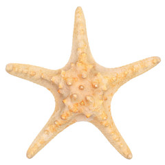 close up shot of starfish isolated on a white background