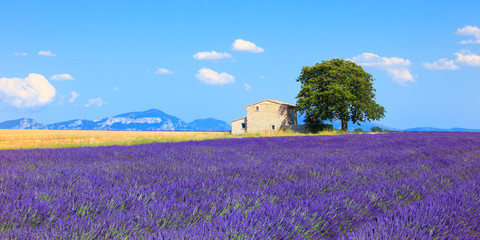 Fototapeta na wymiar Lawenda kwiaty kwitnące pola, dom i drzewa. Provence, Franc