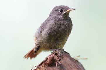 Young Black Redstart isolated