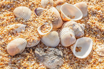 Shell molluscs on the beach