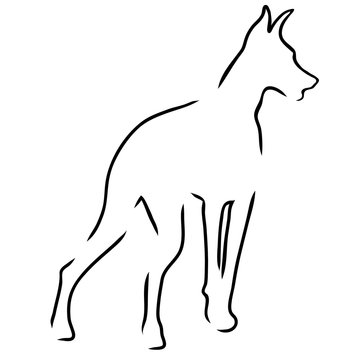 recommend clip art: Doberman Outline