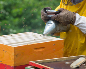apiarists working with beehives