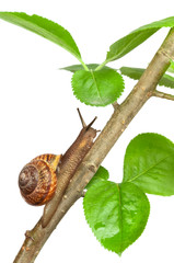 Garden snail on a branch, isolated on white