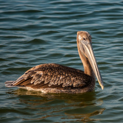 brown pelican