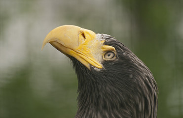 Steller's sea eagle