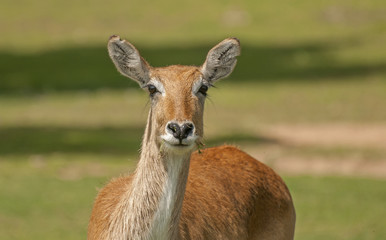 Lechwe