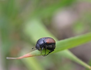 Blatthornkäfer (Omaloplia ruricola)