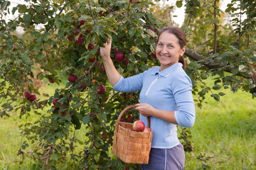 Fototapeta premium woman in garden picking apples