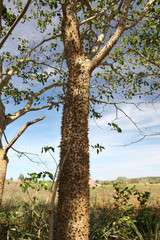Fototapeta premium Cuba - Vinales, l'arbre à piquants