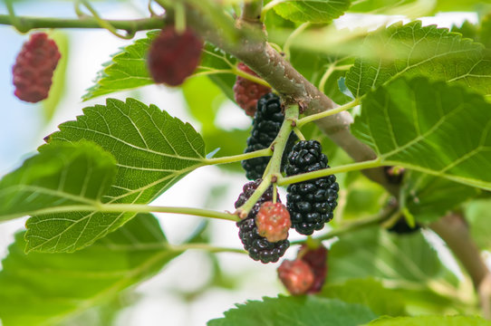 Ripe mulberry on the branches