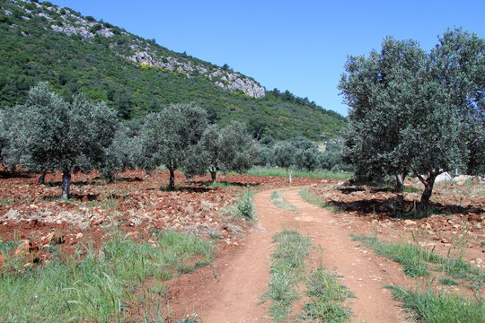Dirt rosd and olive trees