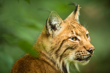Eurasian Lynx (Lynx lynx)..