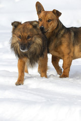 funny dog