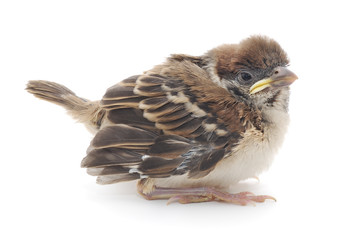 Cute House Sparrow Chick