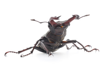 Rhinoceros beetle isolated on white