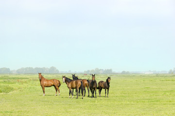 Fototapeta na wymiar Six horses in a green meadow