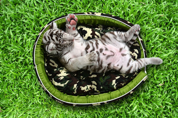 baby white tiger laying in a mattress
