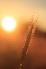 wheat