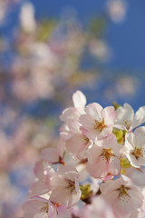 Cherry blossom