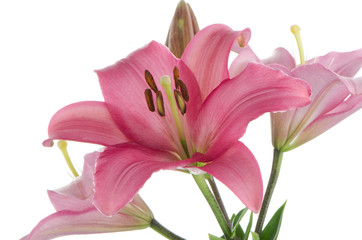 Fototapeta na wymiar Pink lilies