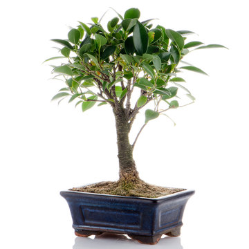 Chinese green bonsai tree