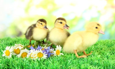 Cute ducklings on green grass, on bright background