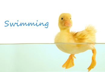 Floating cute duckling isolated on white