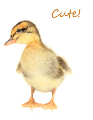 Cute duckling isolated on white