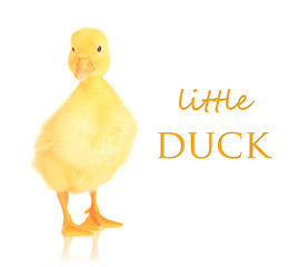 Cute duckling isolated on white